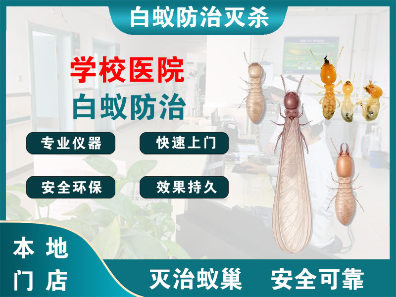 南浔区学校医院白蚁防治