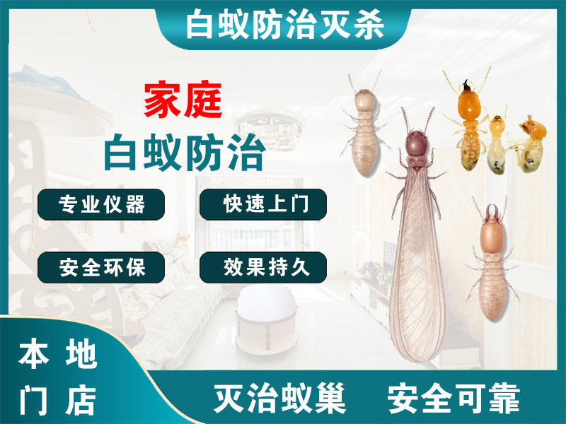 南浔区家庭白蚁防治